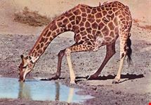 Parco Nazionale del South Luangwa
