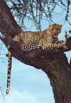 Leopardo sull'albero