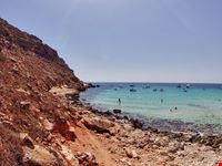  cala pulcino