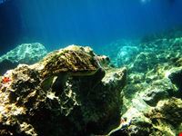  diving