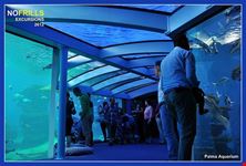  palma aquarium