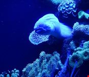  palma aquarium