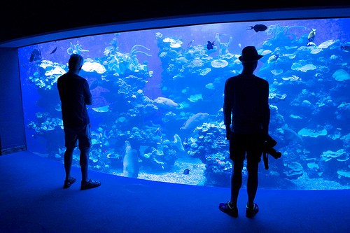  palma aquarium