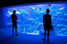  palma aquarium