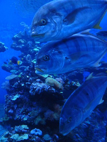  palma aquarium