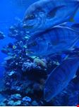  palma aquarium
