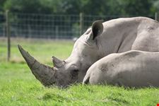  knowsley safari