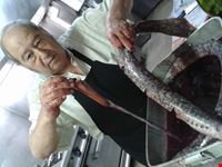 lampreia a minhota lisbon