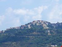 centola