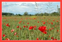  lignano in fiore