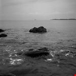  cala violina