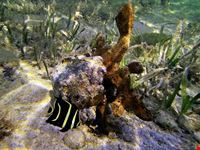  sea life
