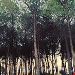 il parco naturale nella pineta