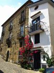 stella lucania