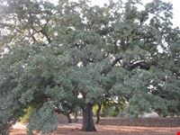  quercia vallonea di tricase