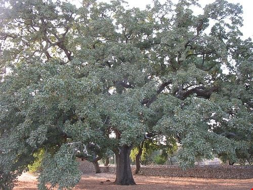 Quercia vallonea di tricase - eg65 - eg65 - Attribution-NonCommercial-ShareAlike (http://creativecommons.org/licenses/by-nc-sa/2.0/)