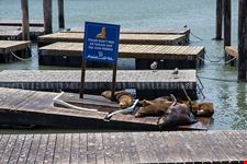  pier 39