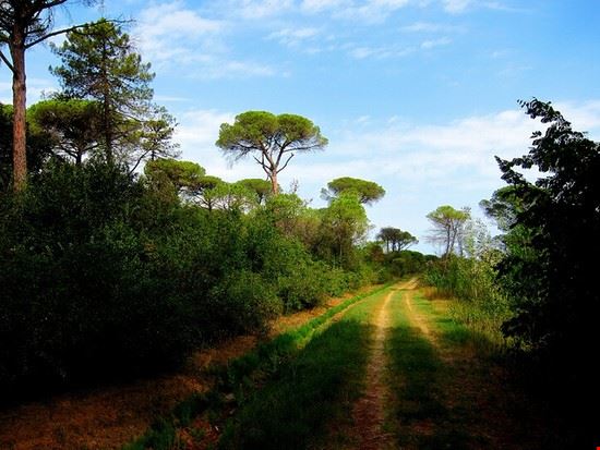  Pineta © Gabriele Quaglia - CC BY-NC-SA 2.0 © Gabriele Quaglia