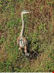  parco everglades