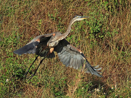  parco everglades