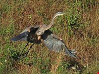  parco everglades