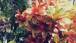  jungle island