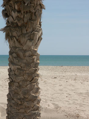 Palme sulla Spiaggia