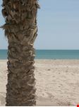 Palme sulla Spiaggia