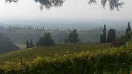 Vigneti di prima collina