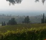 Vigneti di prima collina Vigneti di prima collina
