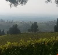 Vigneti di prima collina Vigneti di prima collina