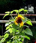 Girasole nell'orto.