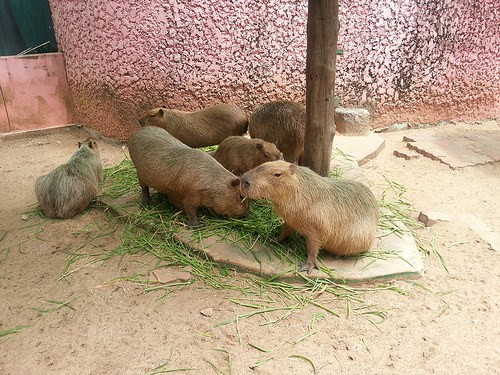  safari world