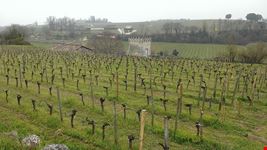  saint-emilion