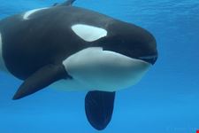  marineland
