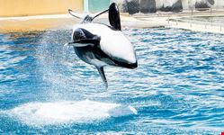  marineland
