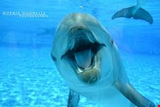  marineland