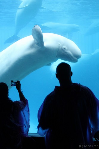  marineland
