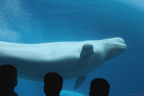 Marineland Cannes ARCA9 - Attribution-NonCommercial-NoDerivs (http://creativecommons.org/licenses/by-nc-nd/2.0/) ARCA9