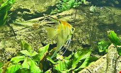  hamburg zoo