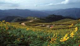 Wild Sunflower Field, Mae Hong Son