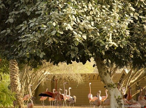 Arabian Wildlife Park Abu Dhabi Ahmzee - Attribution License (http://creativecommons.org/licenses/by/2.0/) Ahmzee