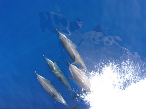  dolphinella