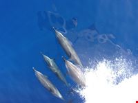  dolphinella