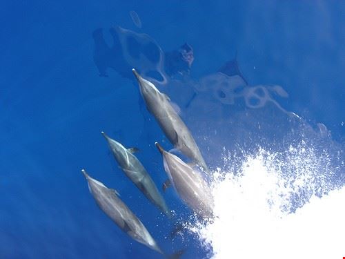 Dolphinella Sharm el Sheikh BBM Explorer - Attribution License (http://creativecommons.org/licenses/by/2.0/) BBM Explorer
