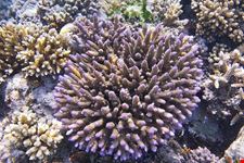  barriera corallina