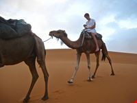  cammellata nel deserto