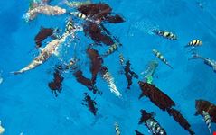  crociere subacquee nel mar rosso