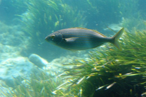  aquascope sottomarino