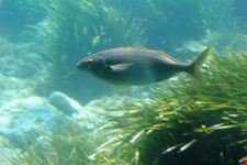  aquascope sottomarino